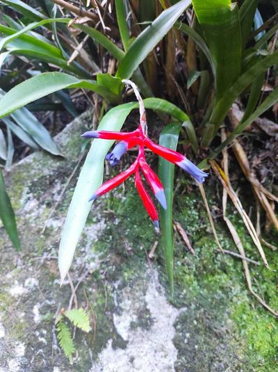 Quesnelia liboniana, photographed by Diogo Luiz