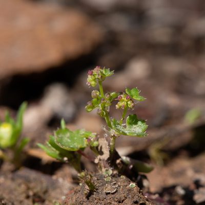 Hydrocotyle callicarpa, photographed by Kym Nicolson
