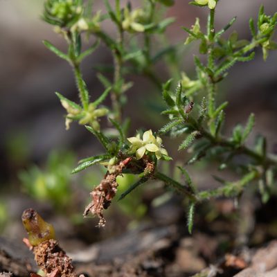 Galium gaudichaudii, photographed by Kym Nicolson