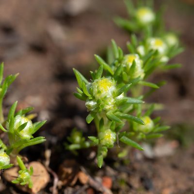 Siloxerus multiflorus, photographed by Kym Nicolson