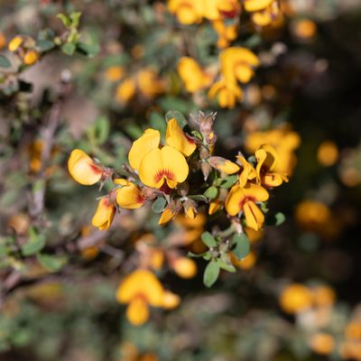 Pultenaea largiflorens, photographed by Kym Nicolson