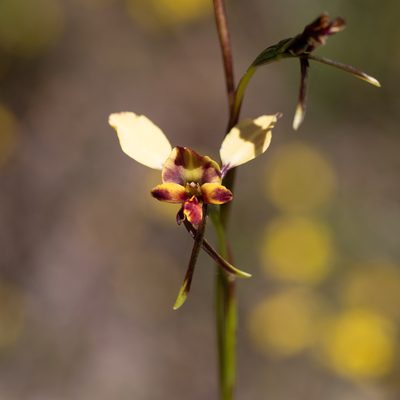 Diuris pardina, photographed by Kym Nicolson