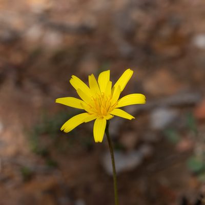 Microseris walteri, photographed by Kym Nicolson