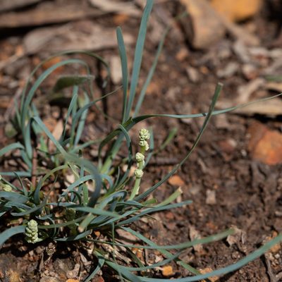 Lomandra nana, photographed by Kym Nicolson