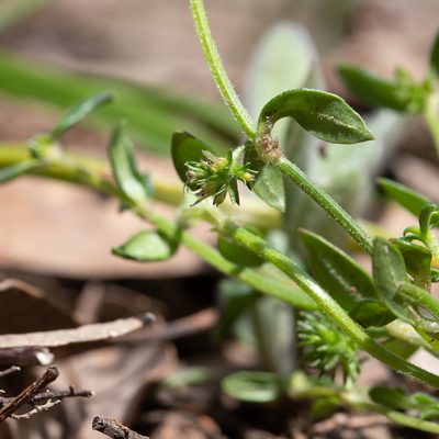 Opercularia varia, photographed by Kym Nicolson