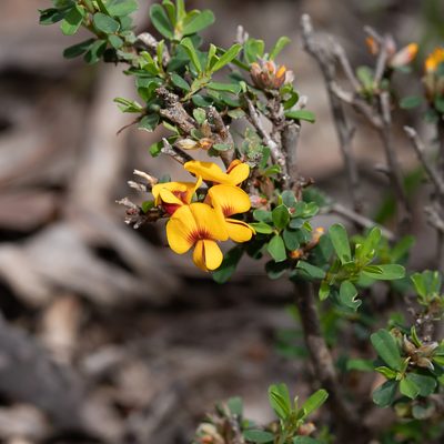 Pultenaea largiflorens, photographed by Kym Nicolson