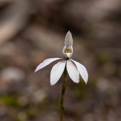 Caladenia carnea, photographed by Kym Nicolson