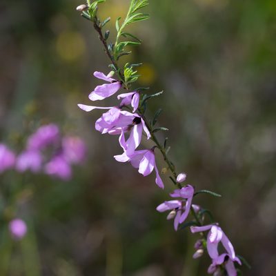 Tetratheca pilosa, photographed by Kym Nicolson