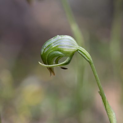 Pterostylis nutans, photographed by Kym Nicolson