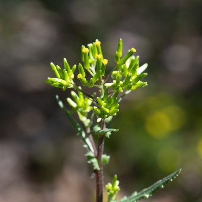 Senecio picridioides, photographed by Kym Nicolson