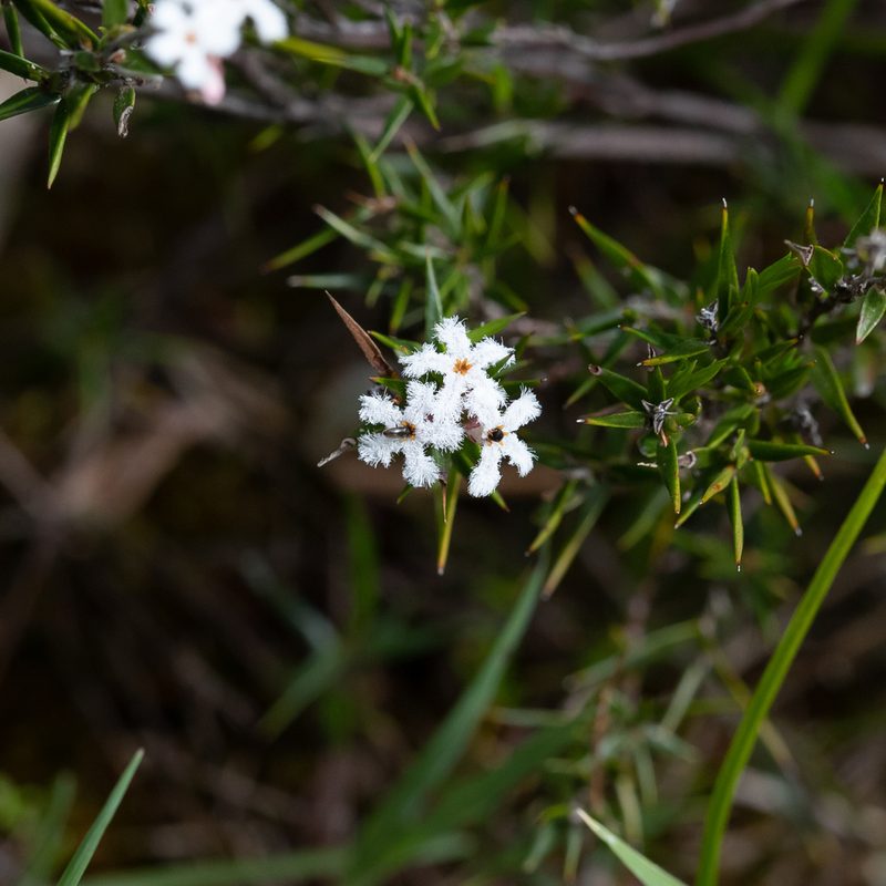 Leucopogon virgatus, photographed by Kym Nicolson