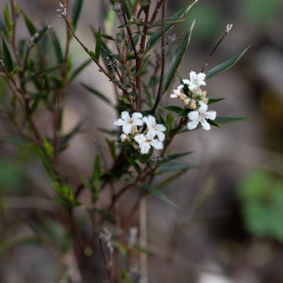 Leucopogon virgatus, photographed by Kym Nicolson