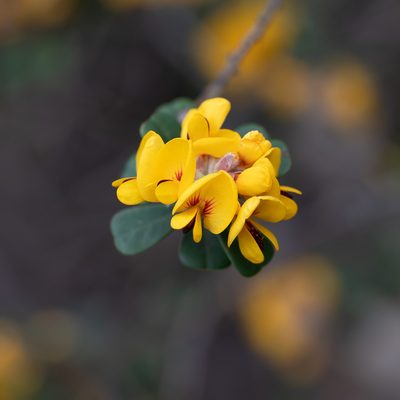Pultenaea daphnoides, photographed by Kym Nicolson