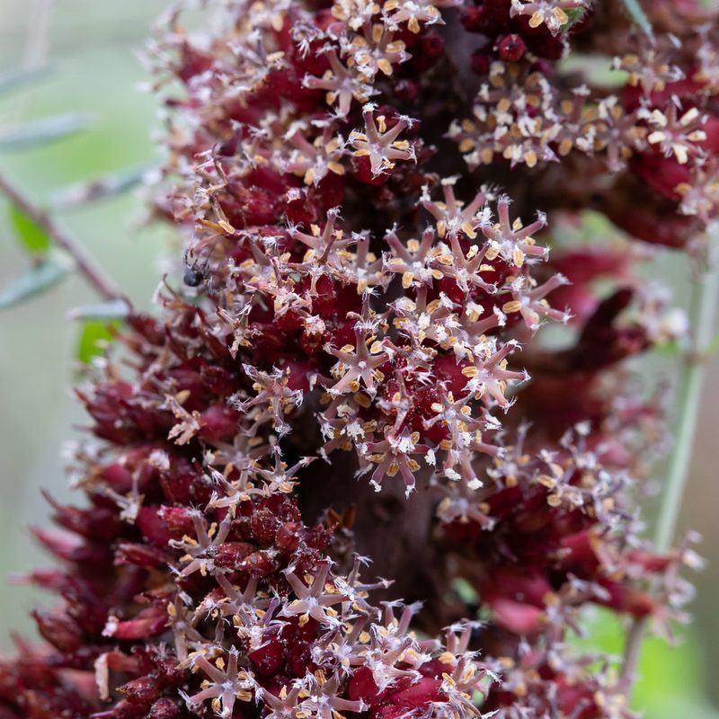 Acrotriche fasciculiflora, photographed by Kym Nicolson