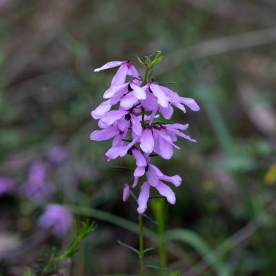 Tetratheca pilosa, photographed by Kym Nicolson
