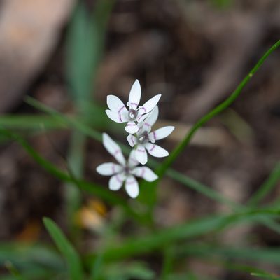 Wurmbea dioica, photographed by Kym Nicolson