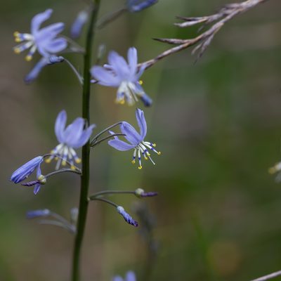 Caesia calliantha, photographed by Kym Nicolson