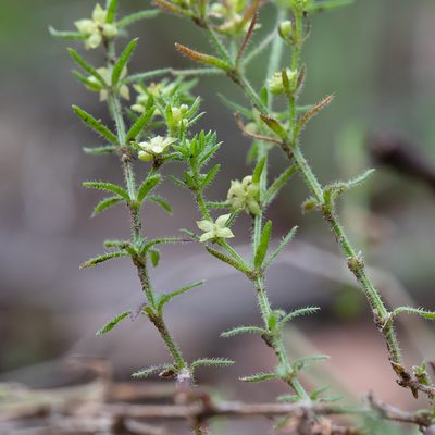 Galium gaudichaudii, photographed by Kym Nicolson