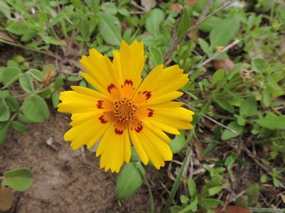 Coreopsis nuecensis, photographed by Sam Kieschnick