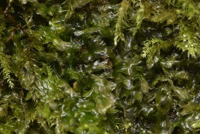 Metzgeria conjugata, photographed by Braden J. Judson