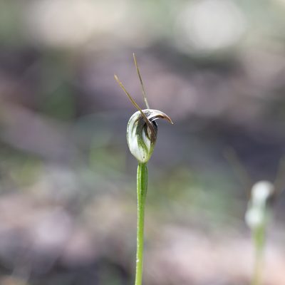 Pterostylis pedunculata, photographed by Kym Nicolson