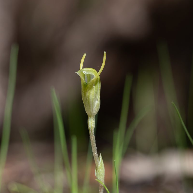 Pterostylis nana, photographed by Kym Nicolson