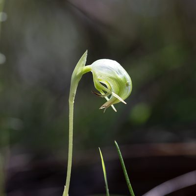Pterostylis nutans, photographed by Kym Nicolson