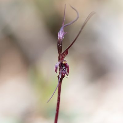Acianthus caudatus, photographed by Kym Nicolson