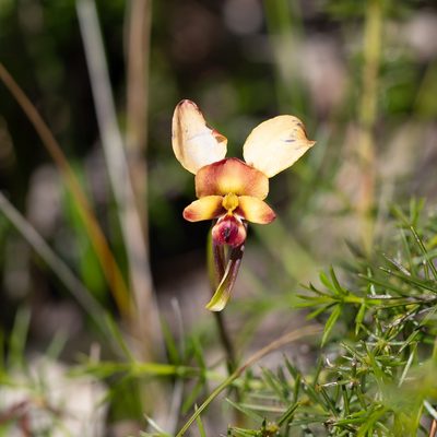 Diuris orientis, photographed by Kym Nicolson
