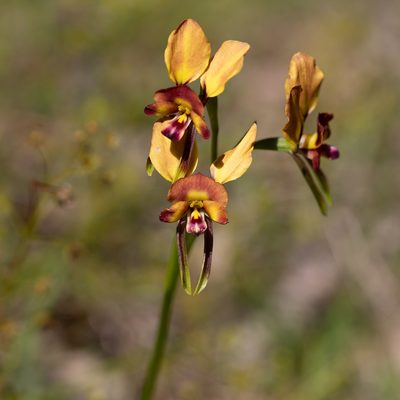 Diuris orientis, photographed by Kym Nicolson