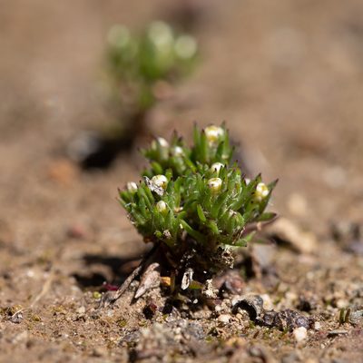 Hyalosperma demissum, photographed by Kym Nicolson