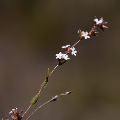 Leucopogon concurvus, photographed by Kym Nicolson