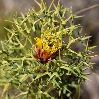 Isopogon ceratophyllus, photographed by Kym Nicolson