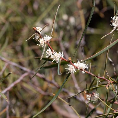 Hakea carinata, photographed by Kym Nicolson