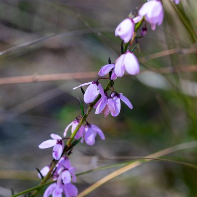 Tetratheca pilosa, photographed by Kym Nicolson
