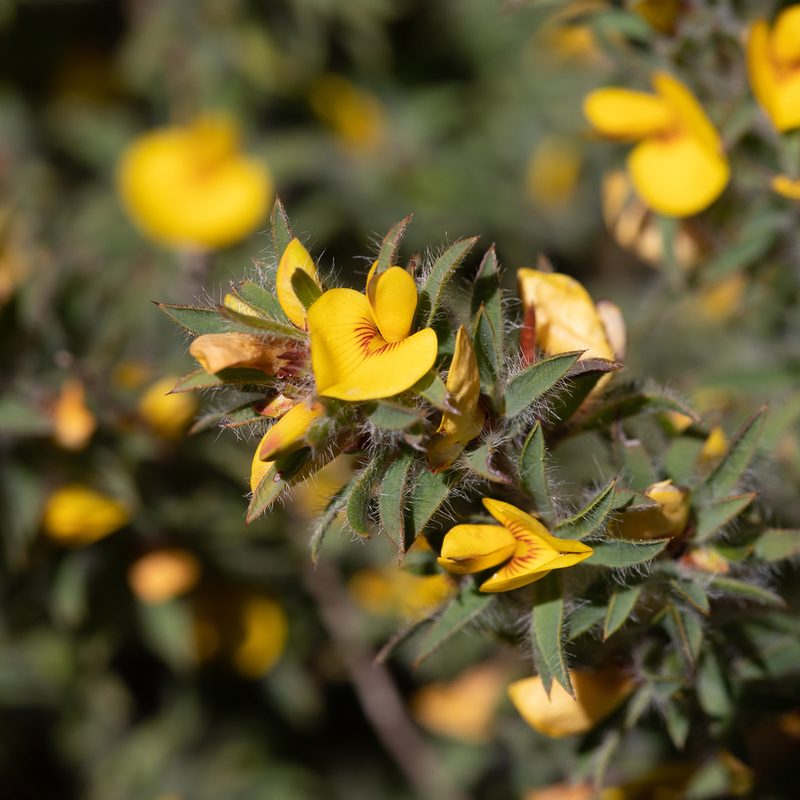 Pultenaea involucrata, photographed by Kym Nicolson