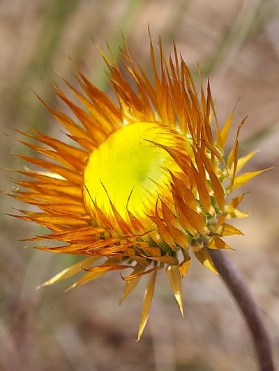 Coronidium oxylepis, photographed by Peter B