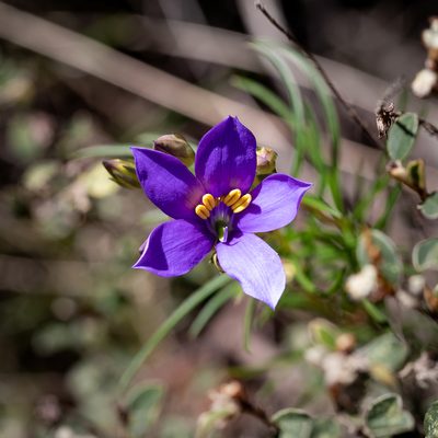 Cheiranthera alternifolia, photographed by Kym Nicolson