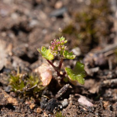 Hydrocotyle callicarpa, photographed by Kym Nicolson