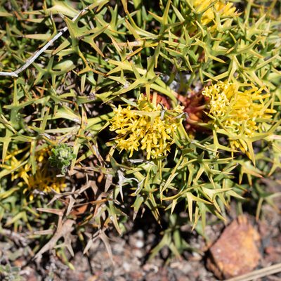 Isopogon ceratophyllus, photographed by Kym Nicolson