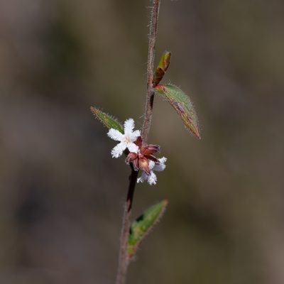 Leucopogon concurvus, photographed by Kym Nicolson
