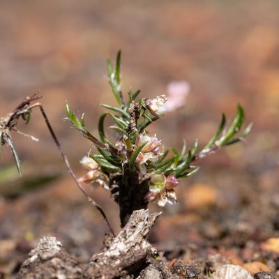 Laxmannia orientalis, photographed by Kym Nicolson