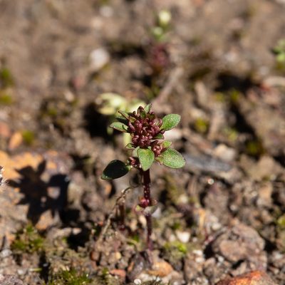 Levenhookia pusilla, photographed by Kym Nicolson