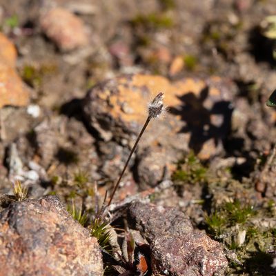Centrolepis strigosa, photographed by Kym Nicolson