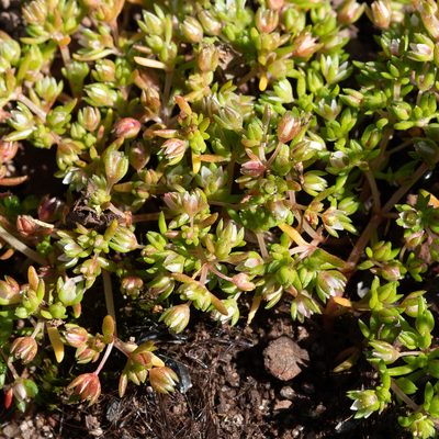 Crassula decumbens, photographed by Kym Nicolson