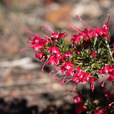 Grevillea lavandulacea, photographed by Kym Nicolson
