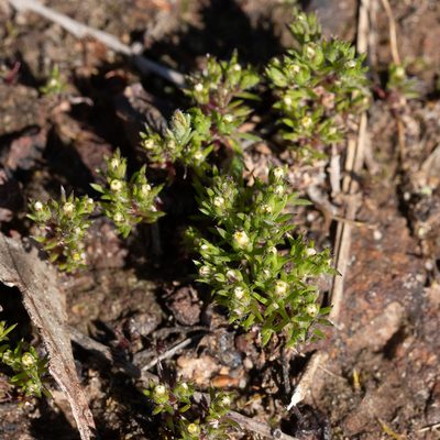 Hyalosperma demissum, photographed by Kym Nicolson