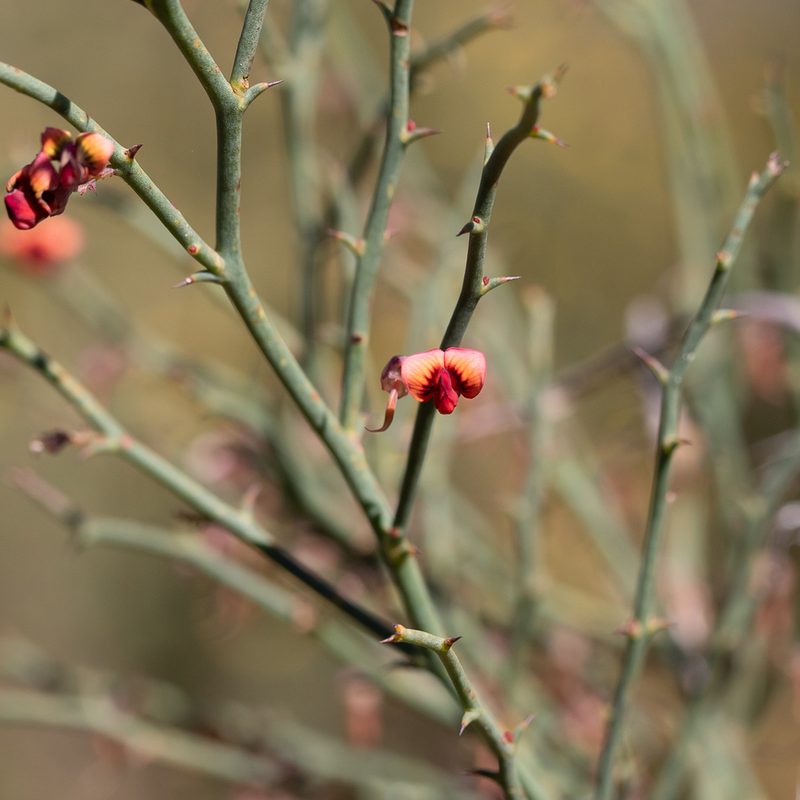 Daviesia brevifolia, photographed by Kym Nicolson