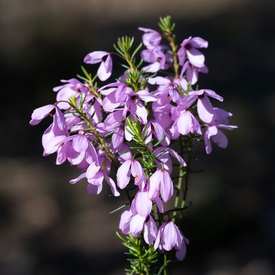 Tetratheca pilosa, photographed by Kym Nicolson