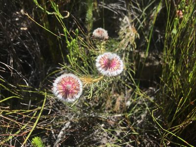 Serruria phylicoides, photographed by Sam McCarren